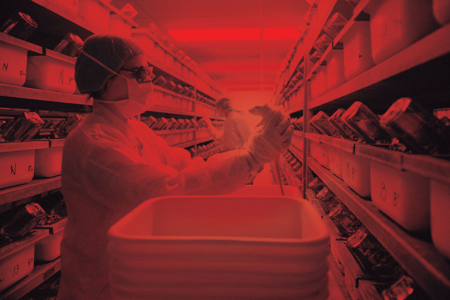 Laboratory technician in vivarium holding rodent