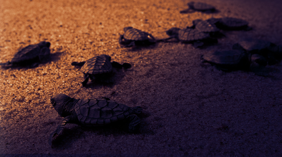 Wildlife Sensitive Lighting